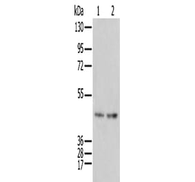 IDO2 Antibody from Signalway Antibody (42936) - Antibodies.com