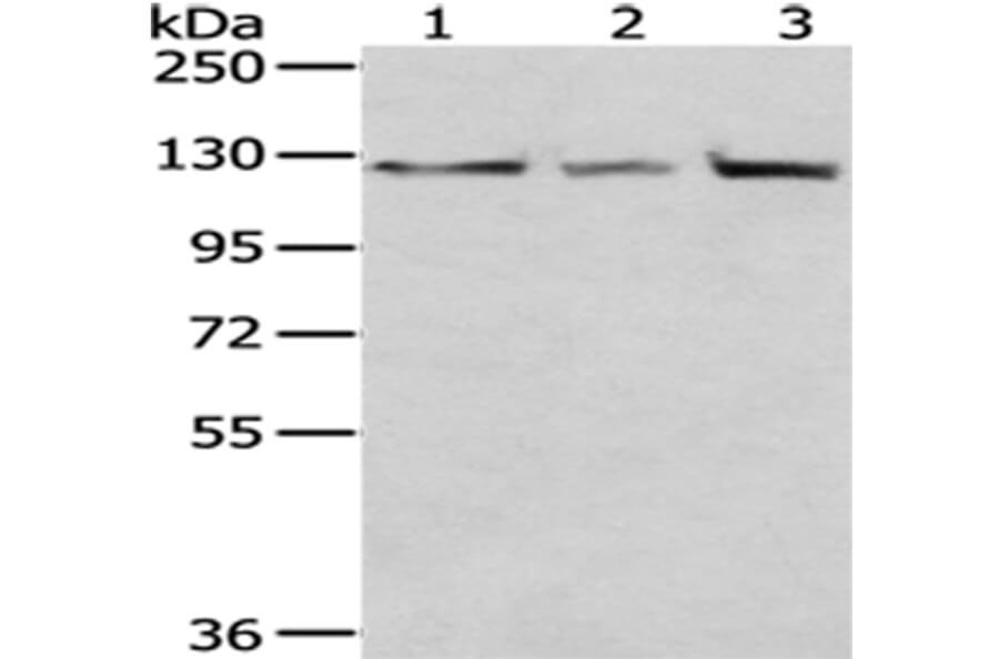 IPO5 Antibody from Signalway Antibody (43014) - Antibodies.com