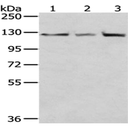 IPO5 Antibody from Signalway Antibody (43014) - Antibodies.com