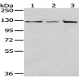 IPO5 Antibody from Signalway Antibody (43014) - Antibodies.com