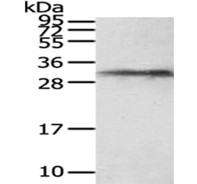 HUS1 Antibody from Signalway Antibody (43027) - Antibodies.com