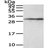 HUS1 Antibody from Signalway Antibody (43027) - Antibodies.com