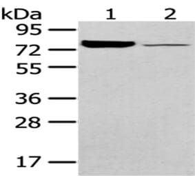 PGM1 Antibody from Signalway Antibody (43052) - Antibodies.com
