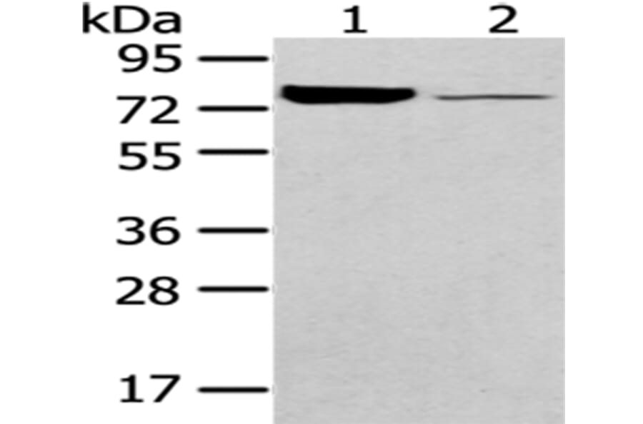 PGM1 Antibody from Signalway Antibody (43052) - Antibodies.com
