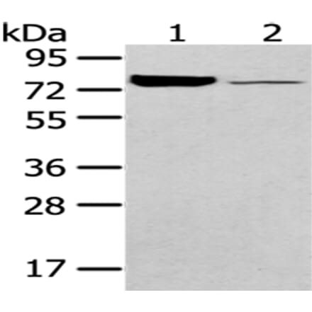 PGM1 Antibody from Signalway Antibody (43052) - Antibodies.com