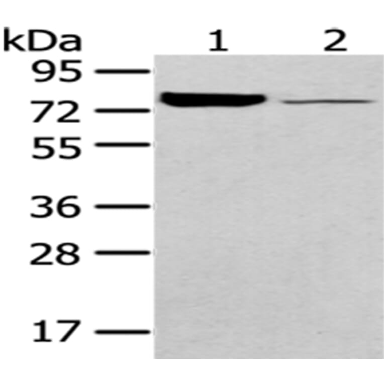 PGM1 Antibody from Signalway Antibody (43052) - Antibodies.com