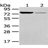 PGM1 Antibody from Signalway Antibody (43052) - Antibodies.com