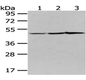 NUDC Antibody from Signalway Antibody (43082) - Antibodies.com