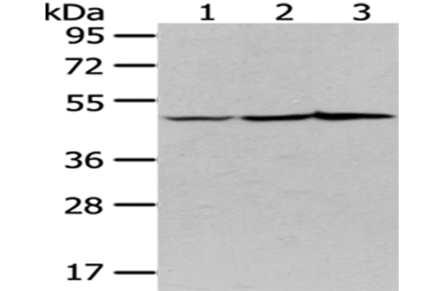 NUDC Antibody from Signalway Antibody (43082) - Antibodies.com
