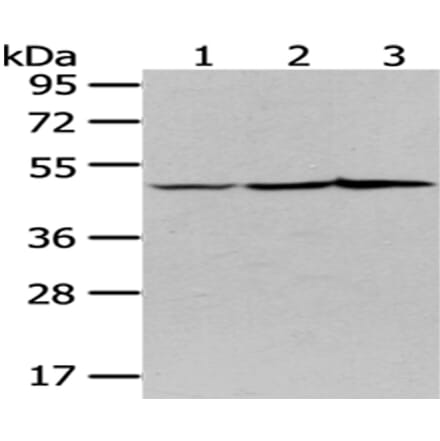 NUDC Antibody from Signalway Antibody (43082) - Antibodies.com