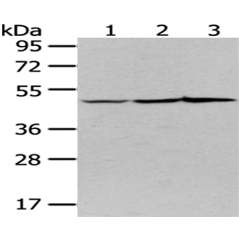 NUDC Antibody from Signalway Antibody (43082) - Antibodies.com