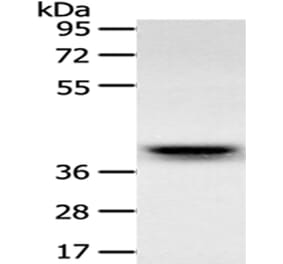 RFC2 Antibody from Signalway Antibody (43122) - Antibodies.com