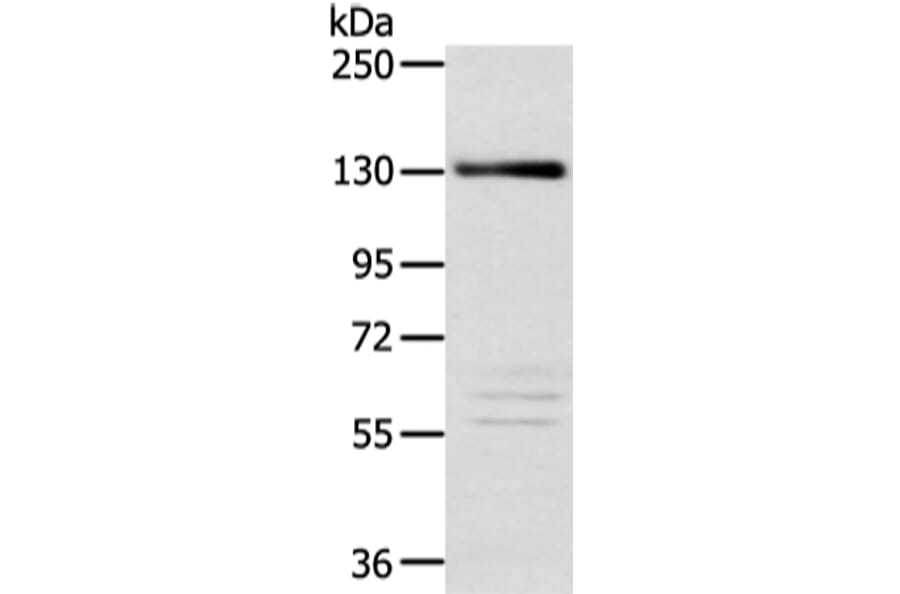 RBL2 Antibody from Signalway Antibody (43123) - Antibodies.com