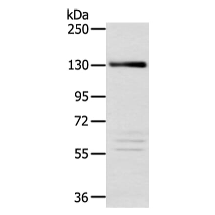 RBL2 Antibody from Signalway Antibody (43123) - Antibodies.com