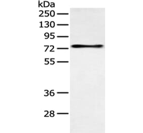 SOX9 Antibody from Signalway Antibody (43125) - Antibodies.com