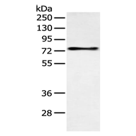 SOX9 Antibody from Signalway Antibody (43125) - Antibodies.com
