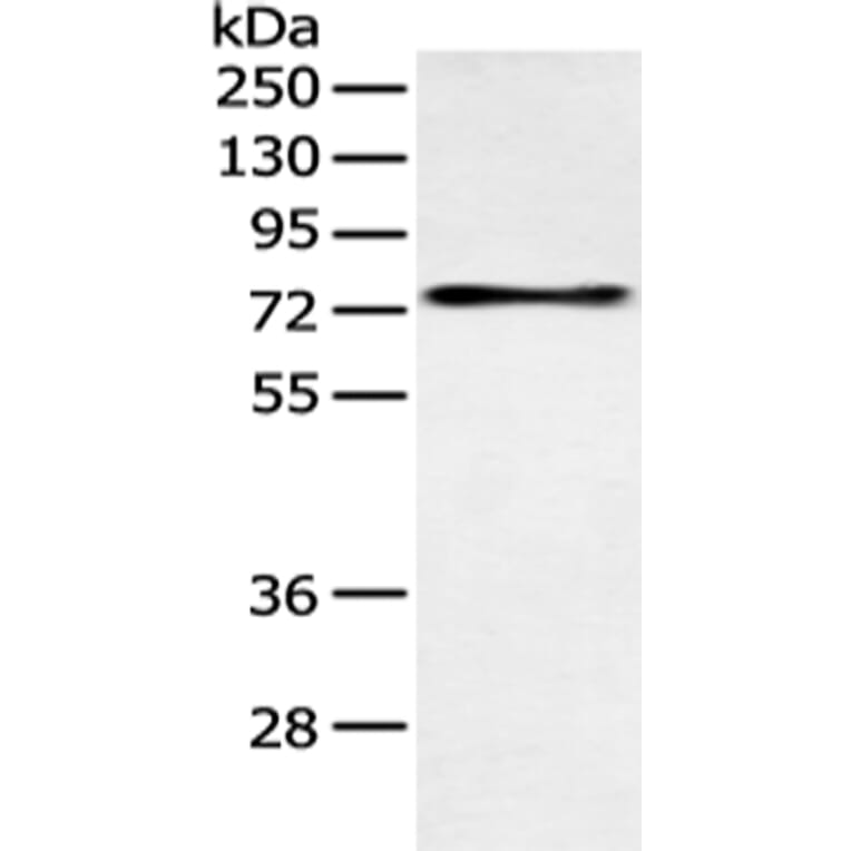SOX9 Antibody from Signalway Antibody (43125) - Antibodies.com