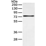 SOX9 Antibody from Signalway Antibody (43125) - Antibodies.com