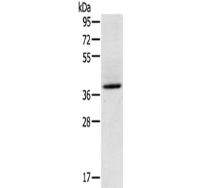GAS1 Antibody from Signalway Antibody (43131) - Antibodies.com