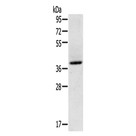 GAS1 Antibody from Signalway Antibody (43131) - Antibodies.com