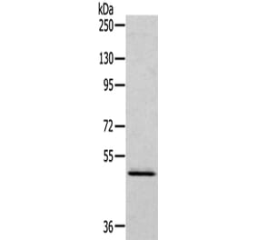 RCC1 Antibody from Signalway Antibody (43140) - Antibodies.com