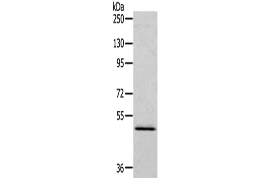 RCC1 Antibody from Signalway Antibody (43140) - Antibodies.com