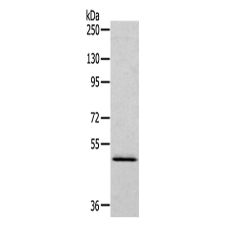 RCC1 Antibody from Signalway Antibody (43140) - Antibodies.com