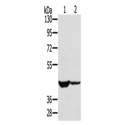 SOX2 Antibody from Signalway Antibody (43142) - Antibodies.com