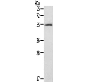 BAG4 Antibody from Signalway Antibody (43146) - Antibodies.com