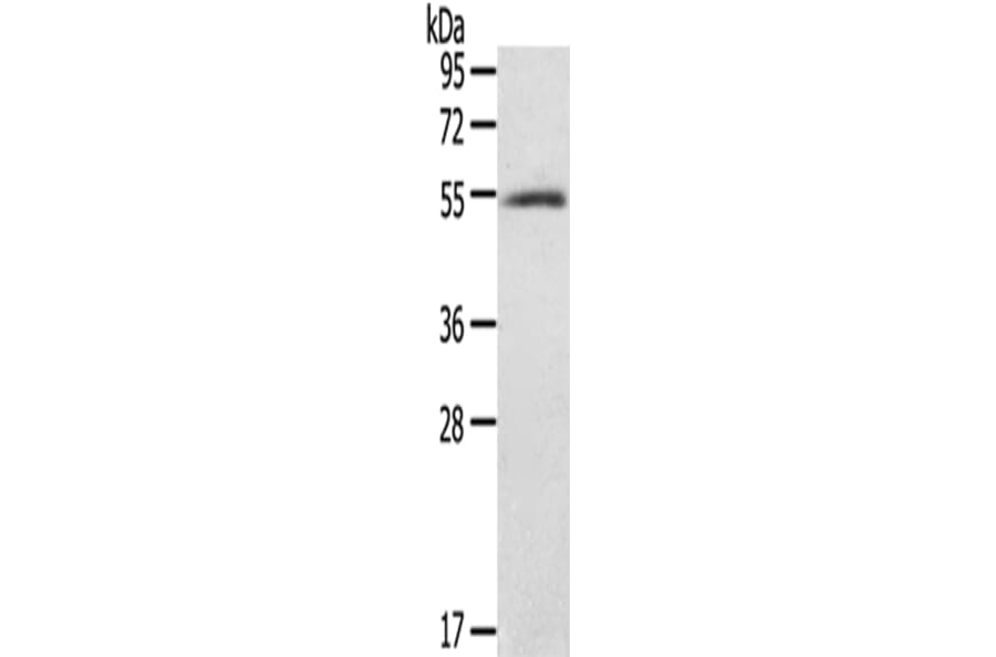 BAG4 Antibody from Signalway Antibody (43146) - Antibodies.com