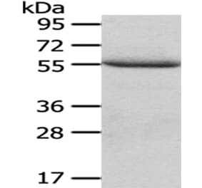 XIAP Antibody from Signalway Antibody (43189) - Antibodies.com