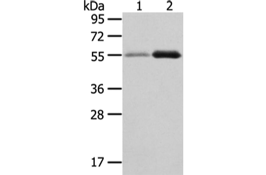 XKR3 Antibody from Signalway Antibody (43200) - Antibodies.com