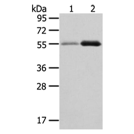 XKR3 Antibody from Signalway Antibody (43200) - Antibodies.com