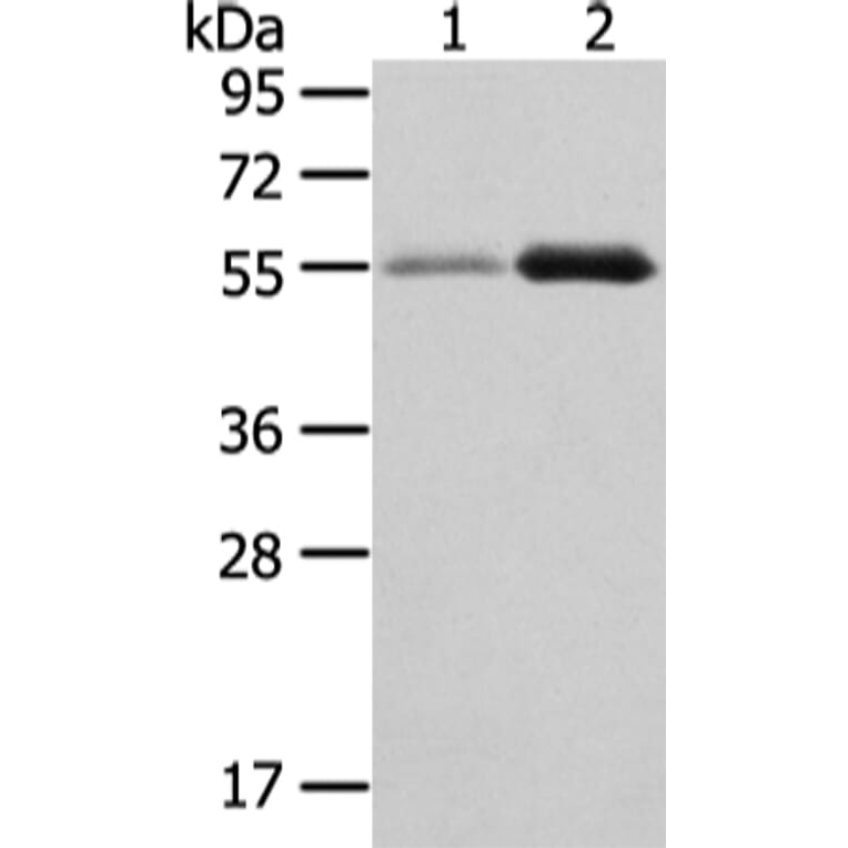 XKR3 Antibody from Signalway Antibody (43200) - Antibodies.com