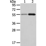 XKR3 Antibody from Signalway Antibody (43200) - Antibodies.com
