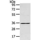 GJB5 Antibody from Signalway Antibody (43239) - Antibodies.com