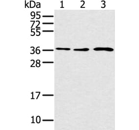 CCNH Antibody from Signalway Antibody (43291) - Antibodies.com