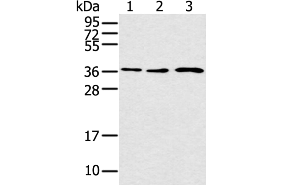 CCNH Antibody from Signalway Antibody (43291) - Antibodies.com