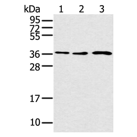 CCNH Antibody from Signalway Antibody (43291) - Antibodies.com