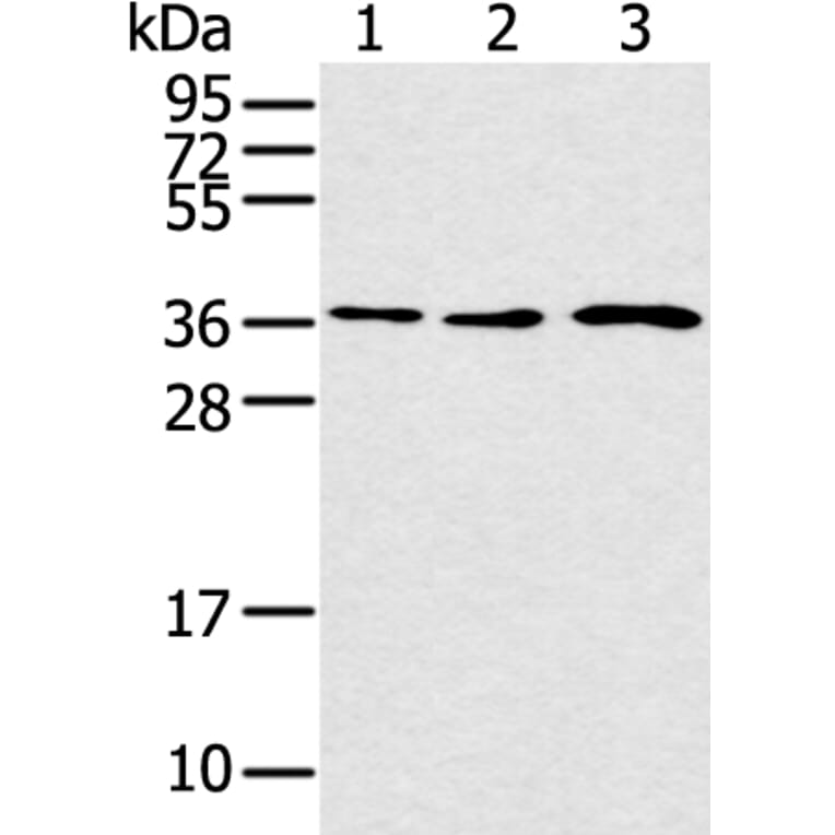 CCNH Antibody from Signalway Antibody (43291) - Antibodies.com
