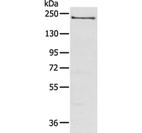 NOS1 Antibody from Signalway Antibody (43310) - Antibodies.com