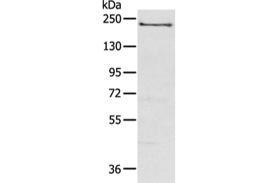 NOS1 Antibody from Signalway Antibody (43310) - Antibodies.com