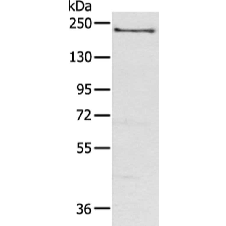NOS1 Antibody from Signalway Antibody (43310) - Antibodies.com