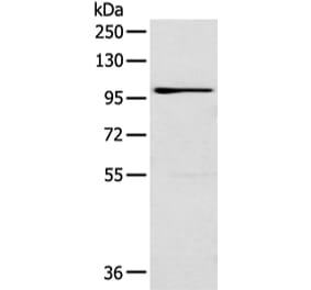 E2F8 Antibody from Signalway Antibody (43312) - Antibodies.com