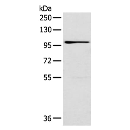 E2F8 Antibody from Signalway Antibody (43312) - Antibodies.com