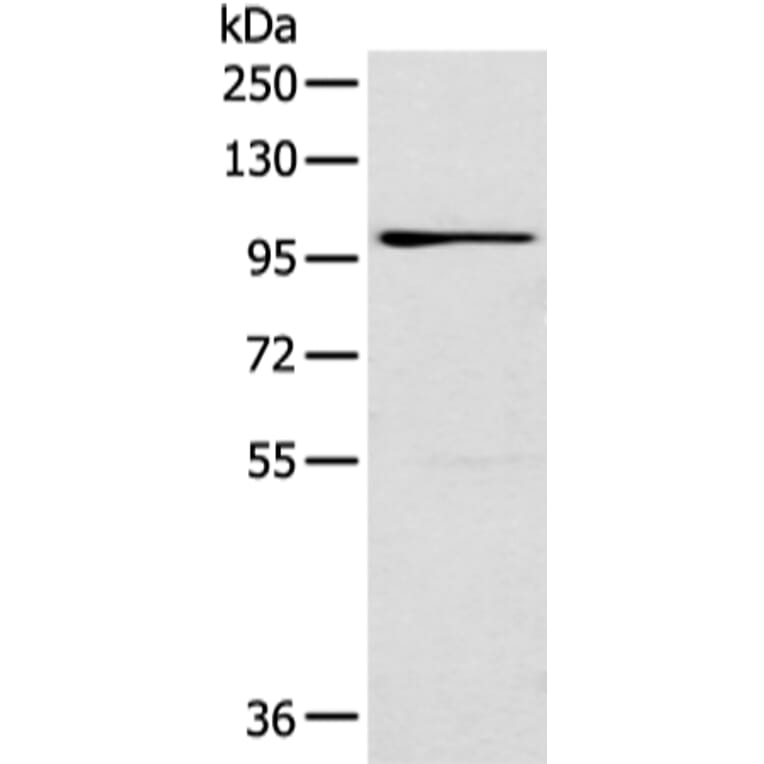 E2F8 Antibody from Signalway Antibody (43312) - Antibodies.com