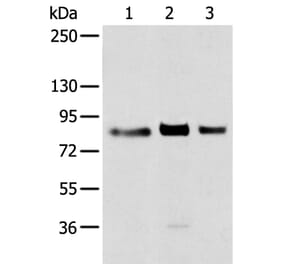 TBX3 Antibody from Signalway Antibody (43314) - Antibodies.com