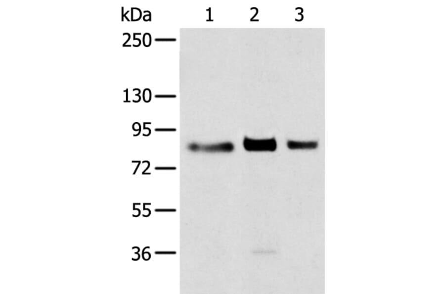TBX3 Antibody from Signalway Antibody (43314) - Antibodies.com