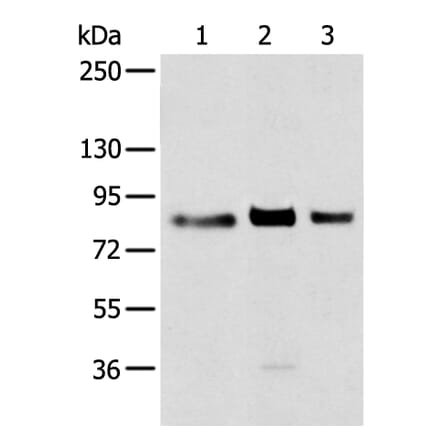 TBX3 Antibody from Signalway Antibody (43314) - Antibodies.com