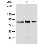 TBX3 Antibody from Signalway Antibody (43314) - Antibodies.com